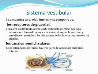 Sistema vestibular
Se encuentra en el oído interno y se compone de:
los receptores de gravedad
Consisten en diminutos cristales de carbonato de calcio sujetas a
neuronas en forma de pelos, estos son atraídos por la gravedad y
también son sensibles a las vibraciones de los huesos que mueven los
cristales.
los canales semicirculares
Estos están llenos de fluido, hay tres pares de canales en cada oido
interno.
 