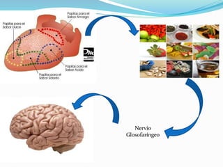 Nervio
Glosofaríngeo
 
