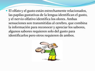  El olfato y el gusto están estrechamente relacionados,
las papilas gustativas de la lengua identifican el gusto,
y el nervio olfativo identifica los olores. Ambas
sensaciones son transmitidas al cerebro, que combina
la información para reconocer y apreciar los sabores,
algunos sabores requieren solo del gusto para
identificarlos pero otros requieren de ambos.
 