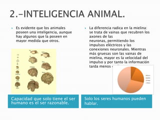    Es evidente que los animales         La diferencia radica en la mielina:
    poseen una inteligencia, aunque       se trata de vainas que recubren los
    hay algunos que la poseen en          axones de las
    mayor medida que otros.               neuronas, permitiendo los
                                          impulsos eléctricos y las
                                          conexiones neuronales. Mientras
                                          más gruesas son las vainas de
                                          mielina, mayor es la velocidad del
                                          impulso y por tanto la información
                                          tarda menos en llegar.




Capacidad que solo tiene el ser       Solo los seres humanos pueden
humano es el ser razonable.           hablar.
 