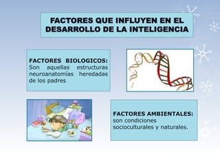 FACTORES QUE INFLUYEN EN EL
    DESARROLLO DE LA INTELIGENCIA



FACTORES BIOLOGICOS:
Son aquellas estructuras
neuroanatomías heredadas
de los padres




                           FACTORES AMBIENTALES:
                           son condiciones
                           socioculturales y naturales.
 