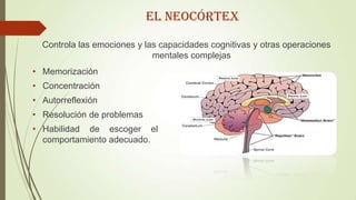 Controla las emociones y las capacidades cognitivas y otras operaciones
mentales complejas
El NEOCÓRTEX
• Memorización
• Concentración
• Autorreflexión
• Resolución de problemas
• Habilidad de escoger el
comportamiento adecuado.
 