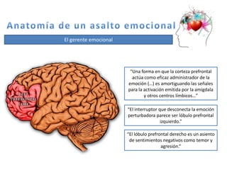 El gerente emocional
“Una forma en que la corteza prefrontal
actúa como eficaz administrador de la
emoción (…) es amortigu...
