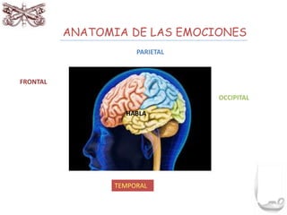 ANATOMIA DE LAS EMOCIONES 
FRONTAL 
PARIETAL 
OCCIPITAL 
HABLA 
TEMPORAL 
 