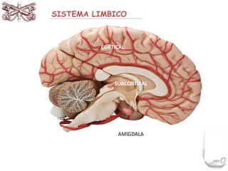 SISTEMA LIMBICO 
CORTICAL 
SUBCORTICAL 
AMIGDALA 
 