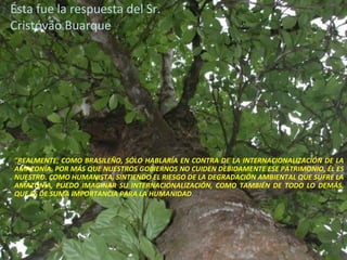Ésta fue la respuesta del Sr. Cristóvão Buarque "REALMENTE, COMO BRASILEÑO, SÓLO HABLARÍA EN CONTRA DE LA INTERNACIONALIZACIÓN DE LA AMAZONÍA. POR MÁS QUE NUESTROS GOBIERNOS NO CUIDEN DEBIDAMENTE ESE PATRIMONIO, ÉL ES NUESTRO. COMO HUMANISTA, SINTIENDO EL RIESGO DE LA DEGRADACIÓN AMBIENTAL QUE SUFRE LA AMAZONÍA, PUEDO IMAGINAR SU INTERNACIONALIZACIÓN, COMO TAMBIÉN DE TODO LO DEMÁS, QUE ES DE SUMA IMPORTANCIA PARA LA HUMANIDAD .  