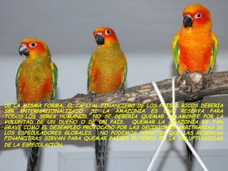 DE LA MISMA FORMA, EL CAPITAL FINANCIERO DE LOS PAÍSES RICOS DEBERÍA SER INTERNACIONALIZADO. SI LA AMAZONÍA ES UNA RESERVA PARA TODOS LOS SERES HUMANOS, NO SE DEBERÍA QUEMAR SOLAMENTE POR LA VOLUNTAD DE UN DUEÑO O DE UN PAÍS.  QUEMAR LA AMAZONÍA ES TAN GRAVE COMO EL DESEMPLEO PROVOCADO POR LAS DECISIONES ARBITRARIAS DE LOS ESPECULADORES GLOBALES.  NO PODEMOS PERMITIR QUE LAS RESERVAS FINANCIERAS SIRVAN PARA QUEMAR PAÍSES ENTEROS EN LA VOLUPTUOSIDAD DE LA ESPECULACIÓN.  