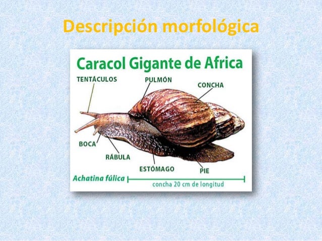 Resultado de imagen para caracol africano morfologia