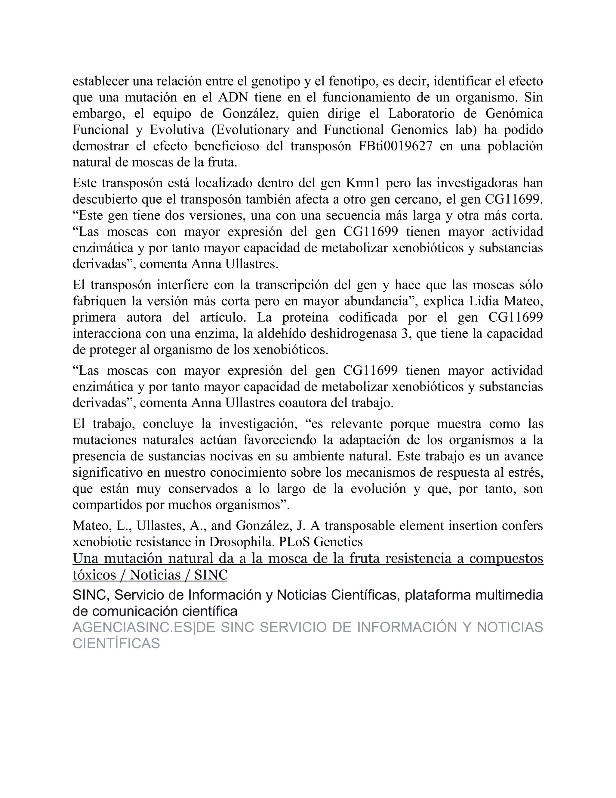 establecer una relación entre el genotipo y el fenotipo, es decir, identificar el efecto
que una mutación en el ADN tiene en el funcionamiento de un organismo. Sin
embargo, el equipo de González, quien dirige el Laboratorio de Genómica
Funcional y Evolutiva (Evolutionary and Functional Genomics lab) ha podido
demostrar el efecto beneficioso del transposón FBti0019627 en una población
natural de moscas de la fruta.
Este transposón está localizado dentro del gen Kmn1 pero las investigadoras han
descubierto que el transposón también afecta a otro gen cercano, el gen CG11699.
“Este gen tiene dos versiones, una con una secuencia más larga y otra más corta.
“Las moscas con mayor expresión del gen CG11699 tienen mayor actividad
enzimática y por tanto mayor capacidad de metabolizar xenobióticos y substancias
derivadas”, comenta Anna Ullastres.
El transposón interfiere con la transcripción del gen y hace que las moscas sólo
fabriquen la versión más corta pero en mayor abundancia”, explica Lidia Mateo,
primera autora del artículo. La proteína codificada por el gen CG11699
interacciona con una enzima, la aldehído deshidrogenasa 3, que tiene la capacidad
de proteger al organismo de los xenobióticos.
“Las moscas con mayor expresión del gen CG11699 tienen mayor actividad
enzimática y por tanto mayor capacidad de metabolizar xenobióticos y substancias
derivadas”, comenta Anna Ullastres coautora del trabajo.
El trabajo, concluye la investigación, “es relevante porque muestra como las
mutaciones naturales actúan favoreciendo la adaptación de los organismos a la
presencia de sustancias nocivas en su ambiente natural. Este trabajo es un avance
significativo en nuestro conocimiento sobre los mecanismos de respuesta al estrés,
que están muy conservados a lo largo de la evolución y que, por tanto, son
compartidos por muchos organismos”.
Mateo, L., Ullastes, A., and González, J. A transposable element insertion confers
xenobiotic resistance in Drosophila. PLoS Genetics
Una mutación natural da a la mosca de la fruta resistencia a compuestos
tóxicos / Noticias / SINC
SINC, Servicio de Información y Noticias Científicas, plataforma multimedia
de comunicación científica
AGENCIASINC.ES|DE SINC SERVICIO DE INFORMACIÓN Y NOTICIAS
CIENTÍFICAS
 