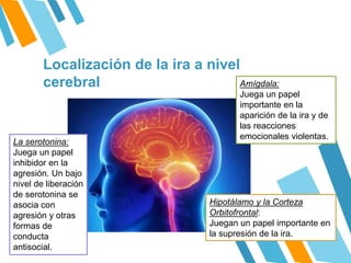 Localización de la ira a nivel
cerebral Amígdala:
Juega un papel
importante en la
aparición de la ira y de
las reacciones
emocionales violentas.
La serotonina:
Juega un papel
inhibidor en la
agresión. Un bajo
nivel de liberación
de serotonina se
asocia con
agresión y otras
formas de
conducta
antisocial.
Hipotálamo y la Corteza
Orbitofrontal:
Juegan un papel importante en
la supresión de la ira.
 