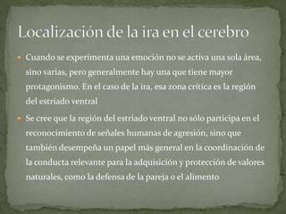  Cuando se experimenta una emoción no se activa una sola área,
sino varias, pero generalmente hay una que tiene mayor
protagonismo. En el caso de la ira, esa zona crítica es la región
del estriado ventral
 Se cree que la región del estriado ventral no sólo participa en el
reconocimiento de señales humanas de agresión, sino que
también desempeña un papel más general en la coordinación de
la conducta relevante para la adquisición y protección de valores
naturales, como la defensa de la pareja o el alimento
 