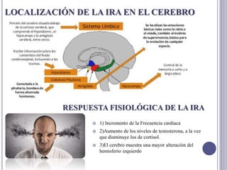RESPUESTA FISIOLÓGICA DE LA IRA
 1) Incremento de la Frecuencia cardiaca
 2)Aumento de los niveles de testosterona, a la vez
que disminuye los de cortisol.
 3)El cerebro muestra una mayor alteración del
hemisferio izquierdo
LOCALIZACIÓN DE LA IRA EN EL CEREBRO
 