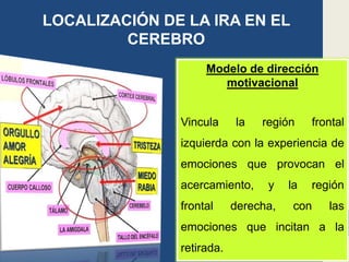LOCALIZACIÓN DE LA IRA EN EL
CEREBRO
Modelo de dirección
motivacional
Vincula la región frontal
izquierda con la experiencia de
emociones que provocan el
acercamiento, y la región
frontal derecha, con las
emociones que incitan a la
retirada.
 