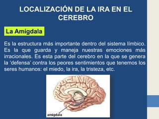 LOCALIZACIÓN DE LA IRA EN EL
CEREBRO
La Amígdala
Es la estructura más importante dentro del sistema límbico.
Es la que guarda y maneja nuestras emociones más
irracionales. Es esta parte del cerebro en la que se genera
la ‘defensa’ contra los peores sentimientos que tenemos los
seres humanos: el miedo, la ira, la tristeza, etc.
 