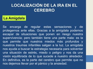 LOCALIZACIÓN DE LA IRA EN EL
CEREBRO
La Amígdala
Se encarga de regular estas sensaciones y de
protegernos ante ellas. Gracias a la amígdala podemos
escapar de situaciones que ponen en riesgo nuestra
supervivencia; pero también tiene una parte mala: es la
que permite que nuestros miedos más profundos y
nuestros traumas infantiles salgan a la luz. La amígdala
nos ayuda a buscar la estrategia necesaria para solventar
una situación de estrés, miedo o peligro y nos da una
visión equilibrada de lo que sucede a nuestro alrededor.
En definitiva, es la parte del cerebro que permite que no
nos dejemos llevar por el pánico y la ansiedad.
 