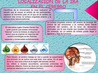 LOCALIZACIÓN DE LA IRA
EN EL CEREBRO
Científicos de la Universidad de Iowa realizaron un
estudio que al causar el enfado de los participantes,
captaron el momento justo en el que en el cerebro se
activaron dos zonas: la corteza cingulada anterior y la
corteza dorso lateral prefrontal.
La corteza cingulada anterior del cerebro se encarga del
control de las emociones y la corteza dorso lateral
prefrontal del cerebro, de la toma de decisiones
racionales, por lo que impide que resalten los impulsos.
Sin embargo, en un estado de enfado puede llegar a
agotarse y deja de funcionar.
El naturalista inglés Charles Darwin fue
quien postuló que existen emociones
"básicas" (como la tristeza, la alegría o el
temor) que se originan en regiones del
cerebro homólogas en las distintas
especies y conservadas evolutivamente.
Para Darwin, el cerebro trabaja en red y cuando se experimenta
una emoción no se activa una sola área, sino varias, En el caso
de la ira, esa zona crítica es la región del estriado ventral ,
(se refiere a núcleos accumbens, porciones profundas del
tubérculo olfatorio; Como es obvio por sus conexiones, el estriado
ventral se relaciona con el sistema límbico).
 
