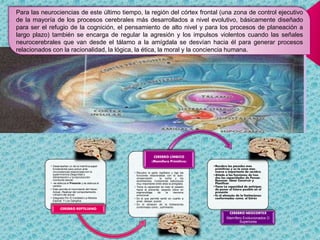 Para las neurociencias de este último tiempo, la región del córtex frontal (una zona de control ejecutivo
de la mayoría de los procesos cerebrales más desarrollados a nivel evolutivo, básicamente diseñado
para ser el refugio de la cognición, el pensamiento de alto nivel y para los procesos de planeación a
largo plazo) también se encarga de regular la agresión y los impulsos violentos cuando las señales
neurocerebrales que van desde el tálamo a la amígdala se desvían hacia él para generar procesos
relacionados con la racionalidad, la lógica, la ética, la moral y la conciencia humana.
• Desempeñan un de la instintiva papel
fundamental para actuar ante
circunstancias relacionada con la
supervivencia (Seguridad y
Alimentación) y la reproducción
/conducta sexual.
• -se adecua al Presente y se adecua al
cambio
• Este permite el movimiento del Hacer,
Actuar, Realizar del comportamiento
rutinario del actuar
• Integrado Por El Cerebelo La Medula
Espinal Y Los Ganglios
CEREBRO REPTILIANO
• Recubre la parte reptiliano y rige las
funciones relacionadas con la auto-
conservación la lucha y los
sentimientos. Comprende estructuras
muy importante entre ellas la amígdala.
• Tiene la capacidad de traer el pasado
hacia el precente, aspecto clave en
elaprendizaje de la memoria
emocional.
• Es el que permite sentir en cuanto a
amar, desear, querer.
• Es el almacen de la limitaciones
conformado como ; sufrimiento
CEREBRO LÍMBICO
(Mamífero Primitivo)
•Recubre las paredes mas
primitivas y es la zona mas
nueva e importante de cerebro.
•Añade a las funciones de l9os
dos las capacidades de Pensar ,
Razonar, Idear Construir y
Planificar.
•Tiene La capacidad de anticipar,
de poner el futuro posible en el
presente.
•Es el almacén de la limitaciones
conformadas como; el Estrés
CEREBRO NEOCORTEX
Mamífero Evolucionados O
Superiores
 
