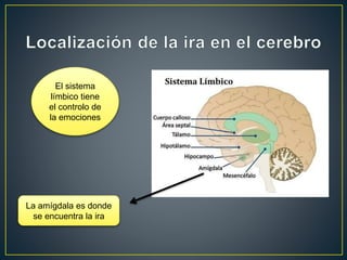 La amígdala es donde
se encuentra la ira
El sistema
límbico tiene
el controlo de
la emociones