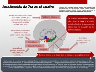 Se localizan las emociones básicas
tales como la rabia o el miedo,
también el instinto de supervivencia,
básico para la evolución de las
distintas especies.
La inducción de emociones genera cambios profundos en el sistema nervioso autónomo y en el sistema endocrino, destacando que se altera
también la actividad cerebral, en especial en los lóbulos frontales y temporales. La amígdala está considerada como una estructura esencial para
el procesamiento emocional de las señales sensoriales, ya que recibe proyecciones de todas las áreas de asociación sensorial. Es importante en
la expresión de la ira, la agresión y el miedo amígdala conjunto formado por estructuras corticales y subcorticales que se encuentran en el limbo o
frontera entre telencéfalo y diencéfalo, relacionadas fundamentalmente con la expresión, regulación y control de las emociones.
Como se observa en el dibujo, la ira se localiza en la amígdala cerebral
Localización de Ira en el cerebro El cerebro tiene tres capas básicas, desde el nivel más bajo, hasta
el nivel más alto: El bulbo raquídeo. Controla nuestras funciones
fisiológicas. El sistema límbico. Controla nuestras emociones. La
isocórtex. Gobierna las funciones intelectuales más elevadas.
 