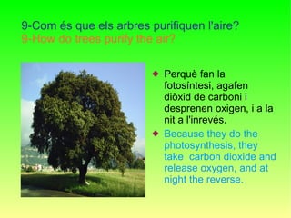 9-Com és que els arbres purifiquen l'aire? 9-How do trees purify the air? <ul><li>Perquè fan la fotosíntesi, agafen diòxid...
