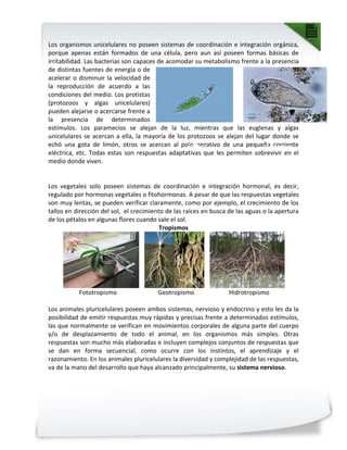 Los organismos unicelulares no poseen sistemas de coordinación e integración orgánica,
porque apenas están formados de una célula, pero aun así poseen formas básicas de
irritabilidad. Las bacterias son capaces de acomodar su metabolismo frente a la presencia
de distintas fuentes de energía o de
acelerar o disminuir la velocidad de
la reproducción de acuerdo a las
condiciones del medio. Los protistas
(protozoos y algas unicelulares)
pueden alejarse o acercarse frente a
la presencia de determinados
estímulos. Los paramecios se alejan de la luz, mientras que las euglenas y algas
unicelulares se acercan a ella, la mayoría de los protozoos se alejan del lugar donde se
echó una gota de limón, otros se acercan al polo negativo de una pequeña corriente
eléctrica, etc. Todas estas son respuestas adaptativas que les permiten sobrevivir en el
medio donde viven.
Los vegetales solo poseen sistemas de coordinación e integración hormonal, es decir,
regulado por hormonas vegetales o fitohormonas. A pesar de que las respuestas vegetales
son muy lentas, se pueden verificar claramente, como por ejemplo, el crecimiento de los
tallos en dirección del sol, el crecimiento de las raíces en busca de las aguas o la apertura
de los pétalos en algunas flores cuando sale el sol.
Tropismos
Fototropismo Geotropismo Hidrotropismo
Los animales pluricelulares poseen ambos sistemas, nervioso y endocrino y esto les da la
posibilidad de emitir respuestas muy rápidas y precisas frente a determinados estímulos,
las que normalmente se verifican en movimientos corporales de alguna parte del cuerpo
y/o de desplazamiento de todo el animal, en los organismos más simples. Otras
respuestas son mucho más elaboradas e incluyen complejos conjuntos de respuestas que
se dan en forma secuencial, como ocurre con los instintos, el aprendizaje y el
razonamiento. En los animales pluricelulares la diversidad y complejidad de las respuestas,
va de la mano del desarrollo que haya alcanzado principalmente, su sistema nervioso.
Euglena Paramecio
 
