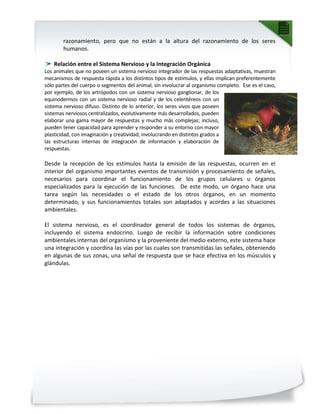 razonamiento, pero que no están a la altura del razonamiento de los seres
humanos.
Relación entre el Sistema Nervioso y la Integración Orgánica
Los animales que no poseen un sistema nervioso integrador de las respuestas adaptativas, muestran
mecanismos de respuesta rápida a los distintos tipos de estímulos, y ellas implican preferentemente
sólo partes del cuerpo o segmentos del animal, sin involucrar al organismo completo. Ese es el caso,
por ejemplo, de los artrópodos con un sistema nervioso ganglionar, de los
equinodermos con un sistema nervioso radial y de los celentéreos con un
sistema nervioso difuso. Distinto de lo anterior, los seres vivos que poseen
sistemas nerviosos centralizados, evolutivamente más desarrollados, pueden
elaborar una gama mayor de respuestas y mucho más complejas; incluso,
pueden tener capacidad para aprender y responder a su entorno con mayor
plasticidad, con imaginación y creatividad, involucrando en distintos grados a
las estructuras internas de integración de información y elaboración de
respuestas.
Desde la recepción de los estímulos hasta la emisión de las respuestas, ocurren en el
interior del organismo importantes eventos de transmisión y procesamiento de señales,
necesarios para coordinar el funcionamiento de los grupos celulares u órganos
especializados para la ejecución de las funciones. De este modo, un órgano hace una
tarea según las necesidades o el estado de los otros órganos, en un momento
determinado, y sus funcionamientos totales son adaptados y acordes a las situaciones
ambientales.
El sistema nervioso, es el coordinador general de todos los sistemas de órganos,
incluyendo el sistema endocrino. Luego de recibir la información sobre condiciones
ambientales internas del organismo y la proveniente del medio externo, este sistema hace
una integración y coordina las vías por las cuales son transmitidas las señales, obteniendo
en algunas de sus zonas, una señal de respuesta que se hace efectiva en los músculos y
glándulas.
 