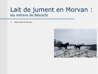 Lait de jument en Morvan :  les mérens de Bibracte Situé dans le Morvan,  