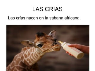 LAS CRIAS
Las crías nacen en la sabana africana.