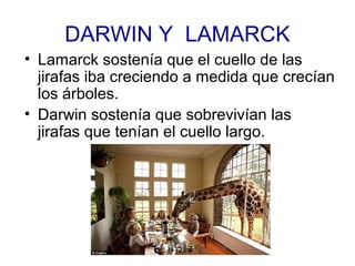 DARWIN Y LAMARCK
• Lamarck sostenía que el cuello de las
jirafas iba creciendo a medida que crecían
los árboles.
• Darwin sostenía que sobrevivían las
jirafas que tenían el cuello largo.
.