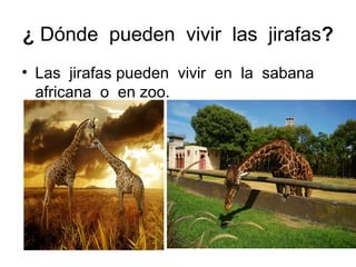 ¿ Dónde pueden vivir las jirafas?
• Las jirafas pueden vivir en la sabana
africana o en zoo.