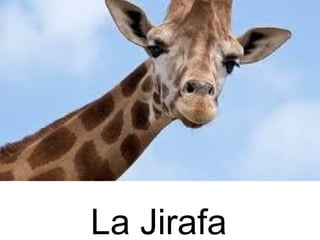 La Jirafa
 