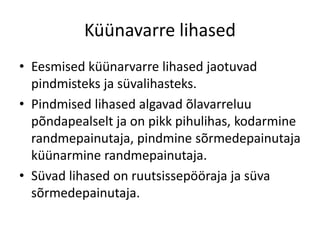 Küünavarre lihased
• Eesmised küünarvarre lihased jaotuvad
  pindmisteks ja süvalihasteks.
• Pindmised lihased algavad õlavarreluu
  põndapealselt ja on pikk pihulihas, kodarmine
  randmepainutaja, pindmine sõrmedepainutaja
  küünarmine randmepainutaja.
• Süvad lihased on ruutsissepööraja ja süva
  sõrmedepainutaja.
 