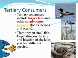 Lake biodiversity Primary students | PPT