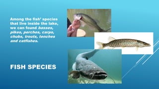 FISH SPECIES
Among the fish’ species
that live inside the lake,
we can found basses,
pikes, perches, carps,
chubs, trouts, tenches
and catfishes.
 