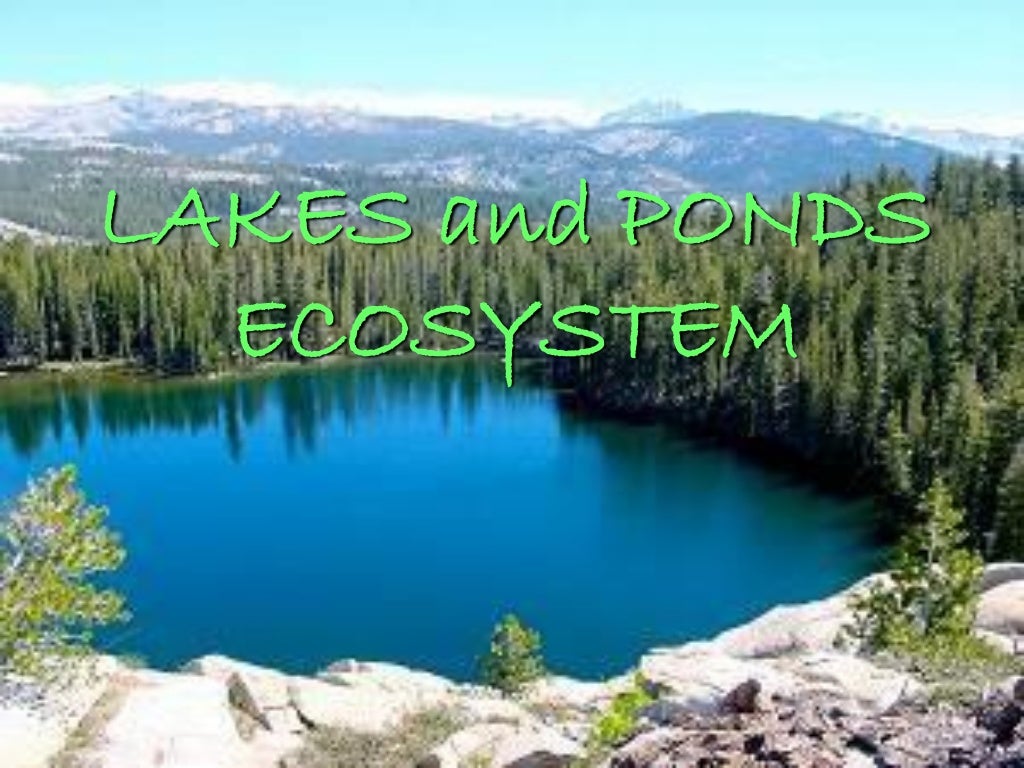Lake ecosystem report enoch bareng taclan