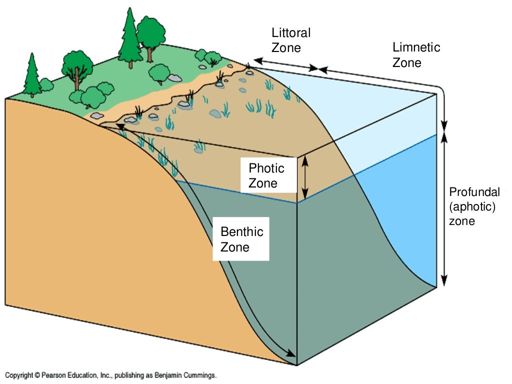 Lake ecosystem report enoch bareng taclan