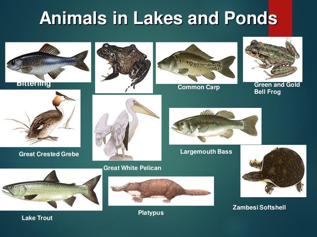 Lake ecosystem report enoch bareng taclan