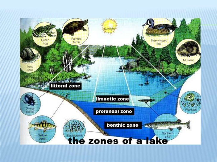 Choose the correct combination of labelling of the zones in ...