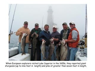 When European explorers visited Lake Superior in the 1600s, they reported giant
sturgeons (up to nine feet in length) and pike of greater than seven feet in length.
 