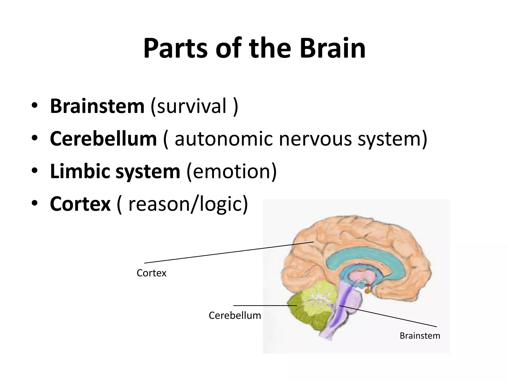 Parts of the BrainBrainstem (survival )Cerebellum ( autonomic nervous system)Limbic system (emotion)Cortex ( reason/logic)CortexCerebellumBrainstem