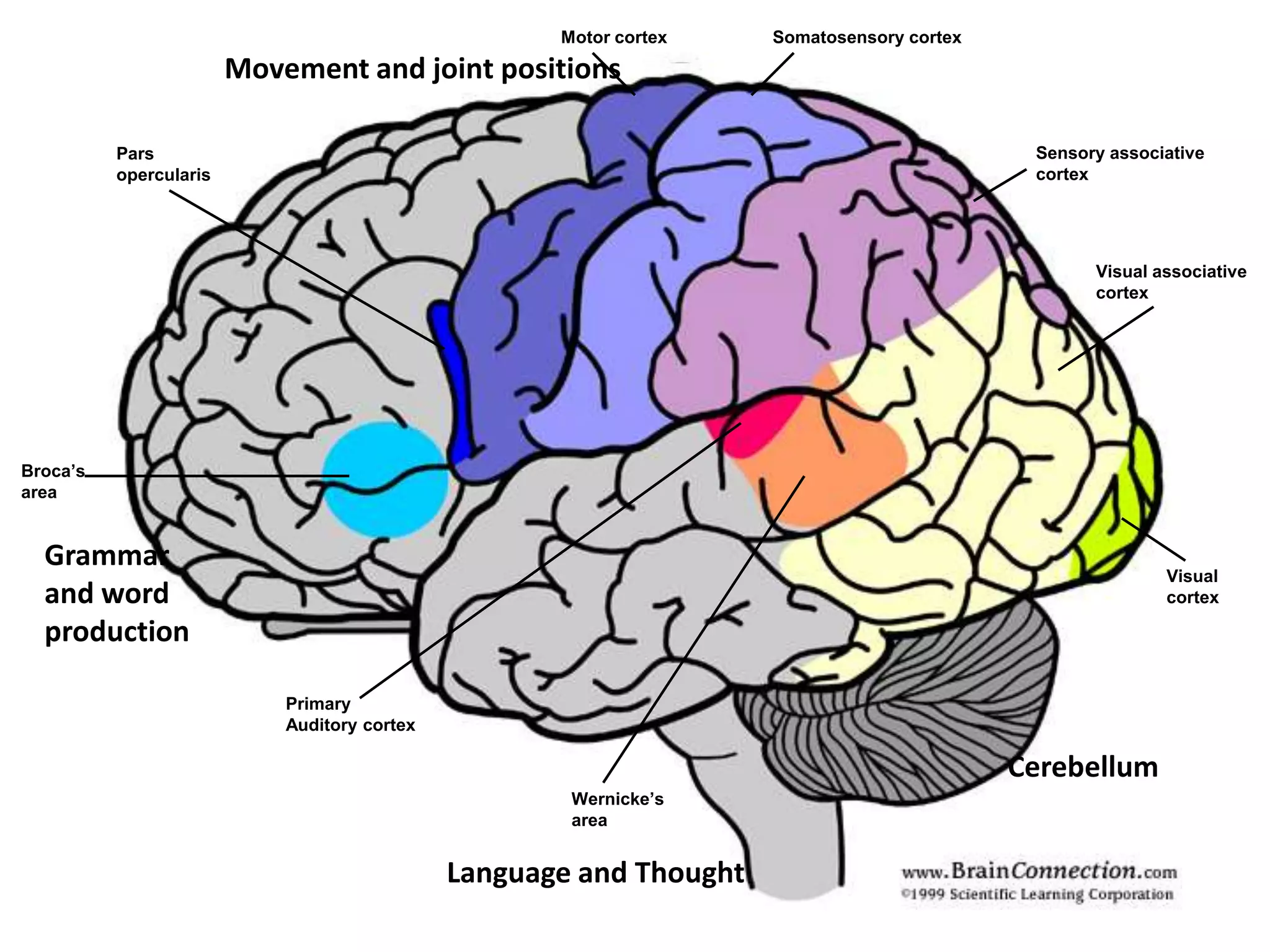 Motor cortexSomatosensory cortexMovement and joint positionsSensory associativecortexParsopercularisVisual associativecortexBroca’sareaGrammar and word productionVisualcortexPrimaryAuditory cortexCerebellumWernicke’sareaLanguage and Thought