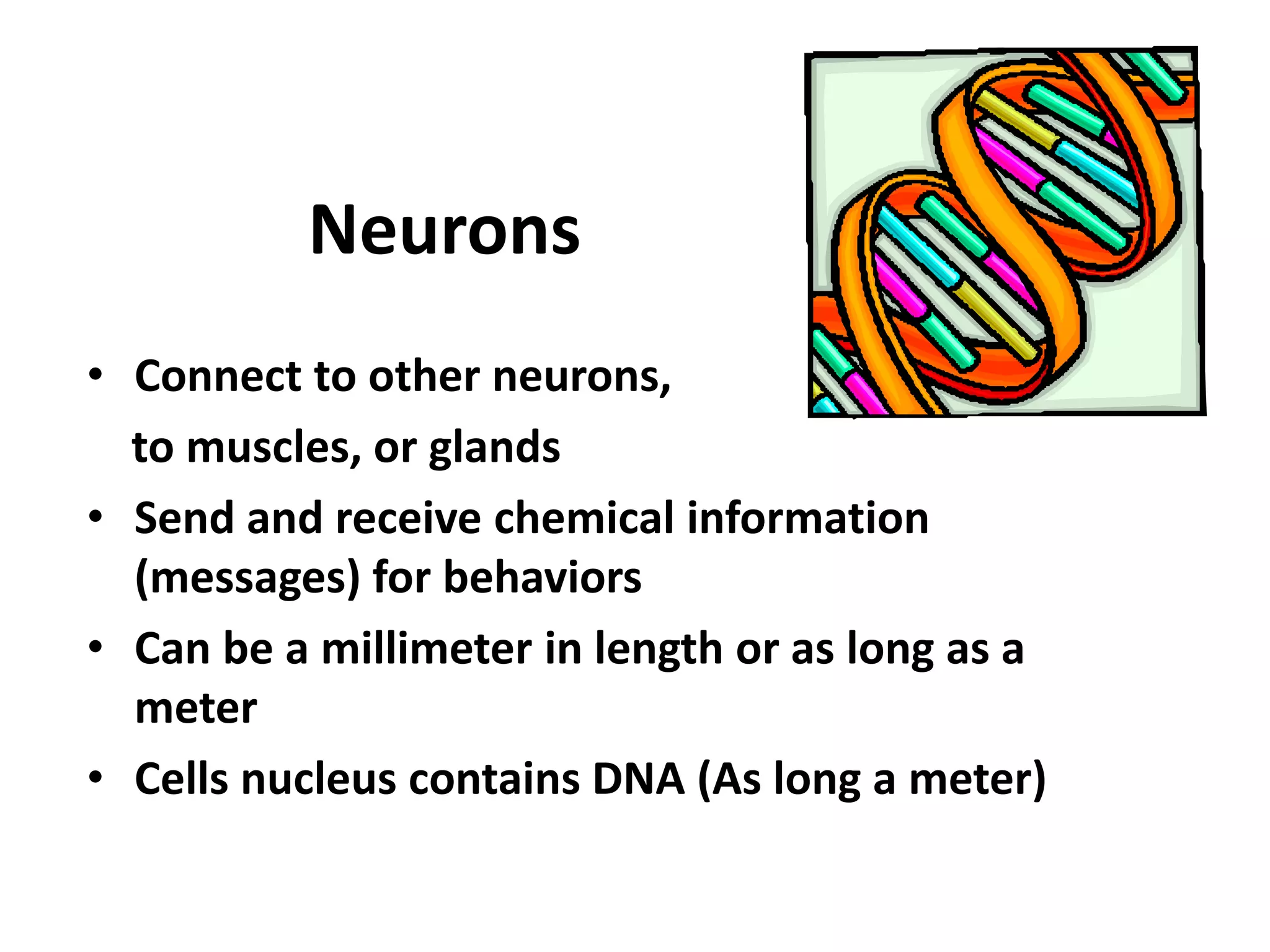 NeuronsConnect to other neurons,     to muscles, or glandsSend and receive chemical information (messages) for behaviorsCan be a millimeter in length or as long as a meterCells nucleus contains DNA (As long a meter)