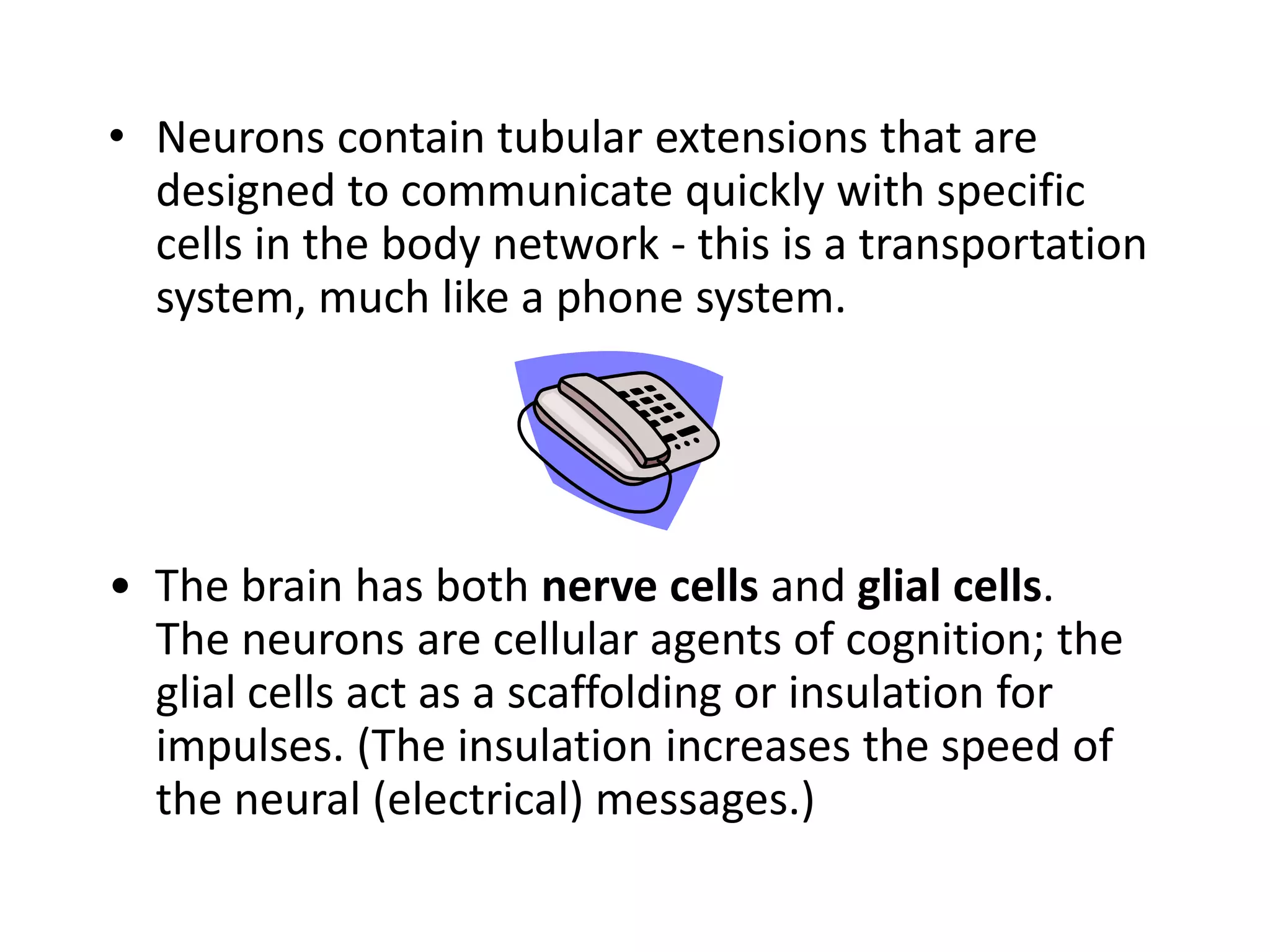 Neurons contain tubular extensions that are designed to communicate quickly with specific cells in the body network - this is a transportation system, much like a phone system.•  The brain has both nerve cells and glial cells.  The neurons are cellular agents of cognition; the glial cells act as a scaffolding or insulation for impulses. (The insulation increases the speed of the neural (electrical) messages.)