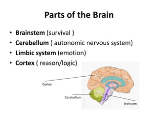 Parts of the BrainBrainstem (survival )Cerebellum ( autonomic nervous system)Limbic system (emotion)Cortex ( reason/logic)CortexCerebellumBrainstem