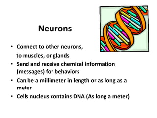 NeuronsConnect to other neurons,     to muscles, or glandsSend and receive chemical information (messages) for behaviorsCan be a millimeter in length or as long as a meterCells nucleus contains DNA (As long a meter)