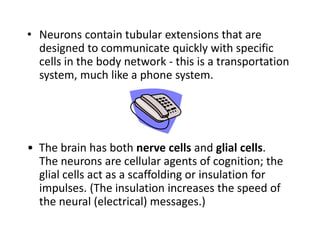 Neurons contain tubular extensions that are designed to communicate quickly with specific cells in the body network - this is a transportation system, much like a phone system.•  The brain has both nerve cells and glial cells.  The neurons are cellular agents of cognition; the glial cells act as a scaffolding or insulation for impulses. (The insulation increases the speed of the neural (electrical) messages.)