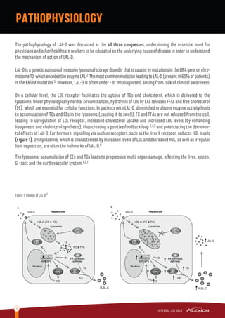 3
The pathophysiology of LAL-D was discussed at the all three congresses, underpinning the essential need for
physicians and other healthcare workers to be educated on the underlying cause of disease in order to understand
the mechanism of action of LAL-D.
LAL-DisageneticautosomalrecessivelysosomalstoragedisorderthatiscausedbymutationsintheLIPAgeneonchro-
mosome10,whichencodestheenzymeLAL.2 ThemostcommonmutationleadingtoLAL-D(presentin60%ofpatients)
is the E8SJM mutation.3 However, LAL-D is often under - or misdiagnosed, arising from lack of clinical awareness.
On a cellular level, the LDL receptor facilitates the uptake of TGs and cholesterol, which is delivered to the
lysosome. Under physiologically normal circumstances, hydrolysis of LDL by LAL releases FFAs and free cholesterol
(FC), which are essential for cellular functions. In patients with LAL-D, diminished or absent enzyme activity leads
to accumulation of TGs and CEs in the lysosome (causing it to swell). FC and FFAs are not released from the cell,
leading to upregulation of LDL receptor, increased cholesterol uptake and increased LDL levels (by enhancing
lipogenesis and cholesterol synthesis), thus creating a positive feedback loop 2,4,5 and potentiating the detrimen-
tal eﬀects of LAL-D. Furthermore, signalling via nuclear receptors, such as the liver X receptor, reduces HDL levels
(Figure1).Dyslipidaemia,whichischaracterisedbyincreasedlevelsofLDLanddecreasedHDL,aswellasirregular
lipid deposition, are often the hallmarks of LAL-D.6
The lysosomal accumulation of CEs and TGs leads to progressive multi-organ damage, aﬀecting the liver, spleen,
GI tract and the cardiovascular system.1,2,7
Figure 1. Biology of LAL-D.2
PATHOPHYSIOLOGY
 