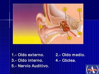 1.- Oído ex t er no.
3.- Oído int erno.
5.- Ner vio Audit ivo.

2.- Oído m edio.
4.- Cóclea.

 