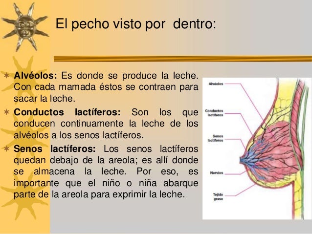 El foro para el aumento del pecho por el masaje