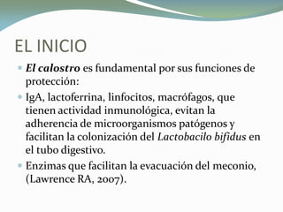 EL INICIO
 El calostro es fundamental por sus funciones de
protección:
 IgA, lactoferrina, linfocitos, macrófagos, que
tienen actividad inmunológica, evitan la
adherencia de microorganismos patógenos y
facilitan la colonización del Lactobacilo bifidus en
el tubo digestivo.
 Enzimas que facilitan la evacuación del meconio,
(Lawrence RA, 2007).
 